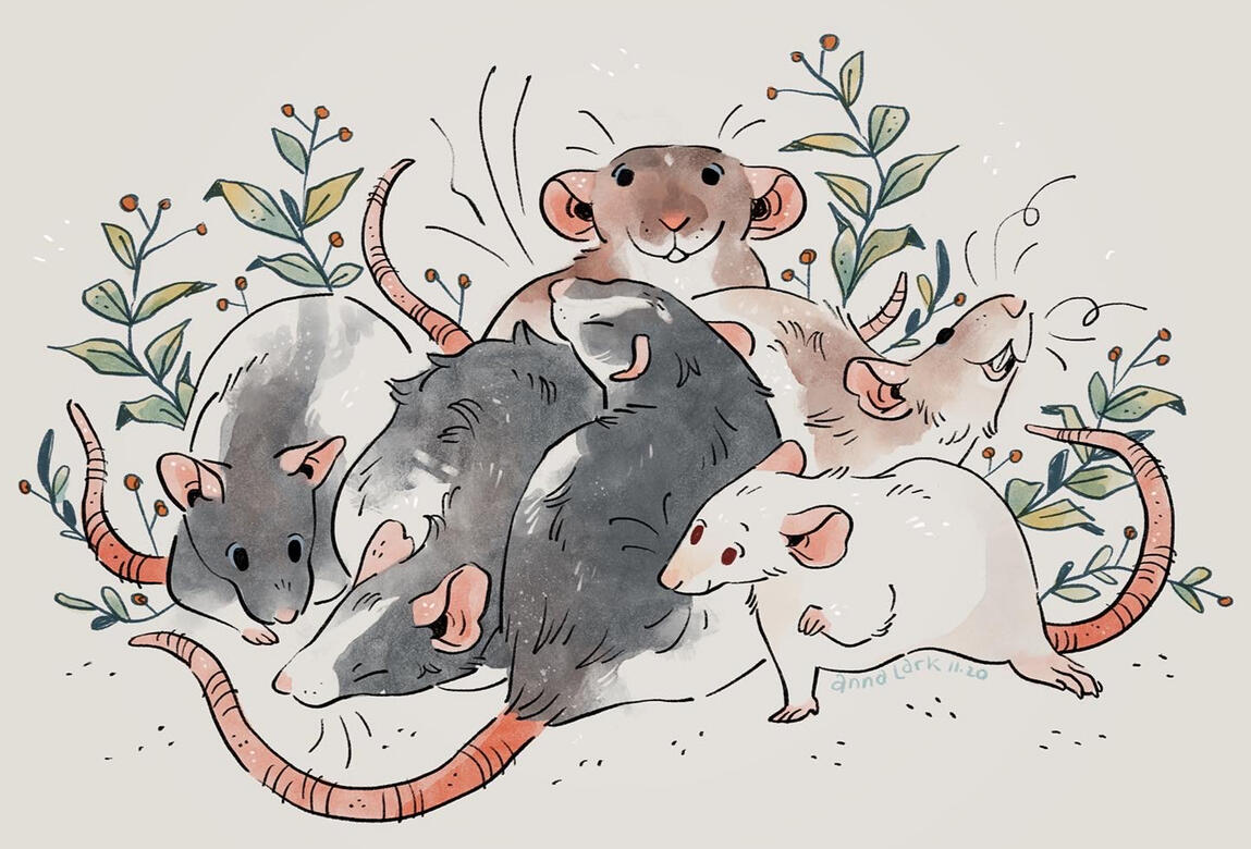 cuddle pile, 6 rats, $70
